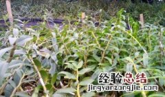 铁皮石斛怎么种植在树上 树上种植铁皮石斛图解