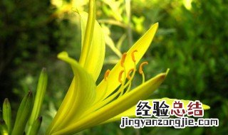 黄花菜怎么储存不发黑窍门 黄花菜怎么储存