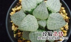 多肉康平寿怎么养殖 康平寿多肉植物怎么养