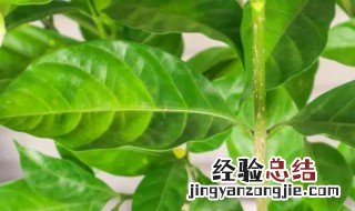 狗牙花怎么养 狗牙花怎么养护