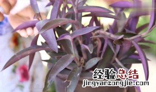 紫贝花如何养殖 紫贝花如何养殖和管理