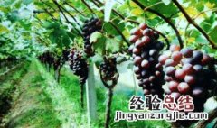 葡萄种植需要施什么肥料好 葡萄种植需要施什么肥料