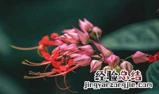 冬天怎么养龙吐珠花 龙吐珠花如何种植