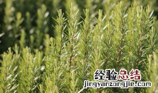 迷迭香种植 迷迭香种植时间和方法