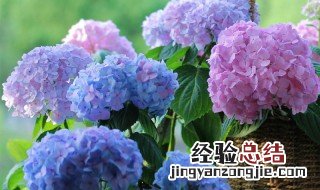 绣球花怎样养 绣球花怎样养才能让它开花