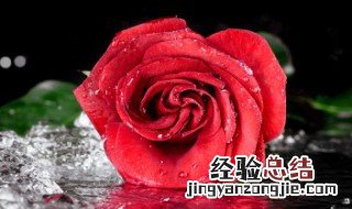 玫瑰花种植技术与管理 玫瑰花种植