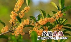 盆栽桂花树的种植方法和时间 盆栽桂花树的种植方法