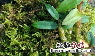 如何家庭种植铁皮石斛 怎样种植铁皮石斛家里盆栽