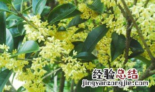 桂花树几年才会开花结果 桂花树几年才会开花