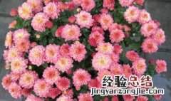 千头菊春天怎么养 千头菊春天需要打顶吗