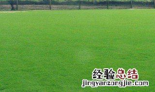 百慕大草坪特点 百慕大草坪是什么草