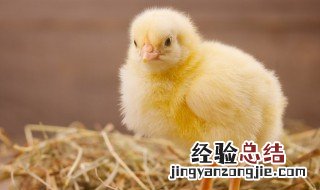 冬天小鸡出壳后怎么养 冬天小鸡出壳后如何养