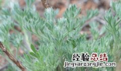 白蒿怎么养 怎样种植白蒿