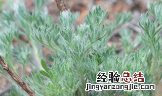 白蒿怎么养 怎样种植白蒿