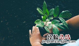 叶子上长白色的霉斑怎么治疗好 叶子上长白色的霉斑怎么治