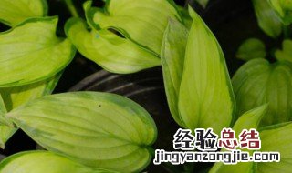 玉簪花可以泡茶吗 玉簪花拿来泡水喝有什么功效