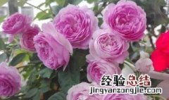 玛格丽特王妃月季花苞图片 玛格丽特王妃月季花的特点