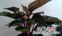 红苞喜林芋的养殖方法和注意事项 红苞喜林芋有毒吗