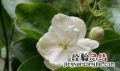 茉莉花盆栽怎么养活 茉莉花盆栽注意事项