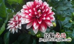 芍药花长什么样子描写 芍药花长什么样子