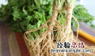 香菜根栽培技术 香菜根怎样栽培