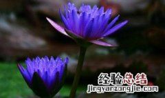 蓝莲花象征什么 蓝莲花象征什么意思