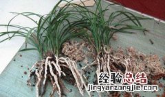 兰花换盆根部处理 兰花换盆根部处理方法