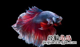 蓝星鱼饲养方法 容易饲养