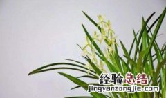 兰花的栽培技术 兰花种植的注意事项