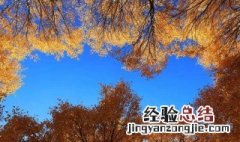 胡杨树爱情寓意是什么 胡杨树爱情寓意有哪些