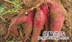 家种红薯藤种植方法图片 家种红薯藤种植方法