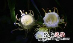 昙花可以施尿素肥吗 昙花施肥能施肥肉吗