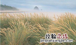 芦苇的用途 芦苇的用途主要有哪些方面