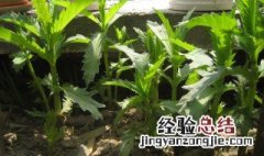 天麻苗长什么样 天麻苗的形态特征