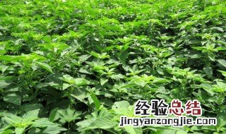 玉谷叶是什么植物 玉谷叶的作用