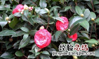 茶花应该怎么养 茶花养法
