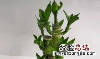 荷花竹怎么养好 荷花竹怎么养