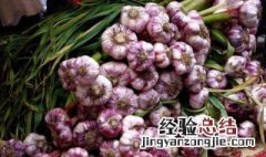 蒜怎么种植方法 蒜怎么种植