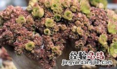 缀化养殖方法 缀化如何进行养殖？