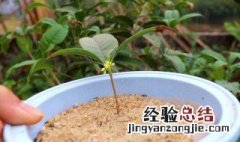 桂花怎么养殖 桂花养殖方法