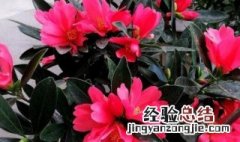 四季茶花树的养殖方法 四季茶花树怎么养