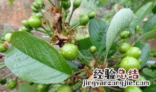 樱桃树嫁接方法 樱桃树怎么嫁接
