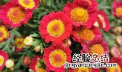 玛格丽特菊花用什么土 玛格丽特菊花怎么养