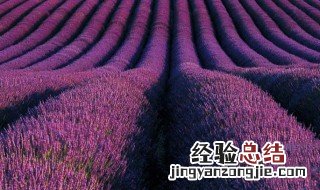 紫色代表是什么性格 紫色代表什么性格的人