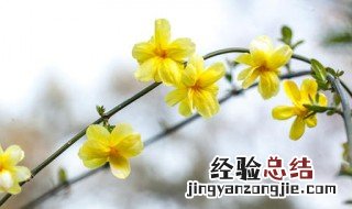 迎春花冬季能冻死吗 你喜欢这种花吗