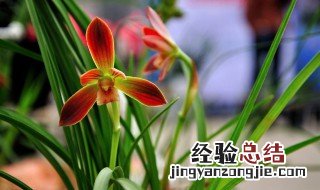 冬季可以给兰花喷水吗 现在你明白了吗