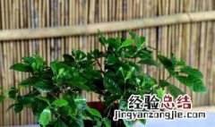 栀子花盆栽怎么养 栀子花盆栽如何养