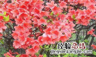 冬天杜鹃花花朵蔫了怎么回事 冬天杜鹃花花朵蔫了怎么回事儿