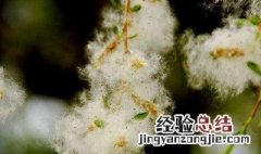 柳絮保存方法 柳絮保存方法有哪些