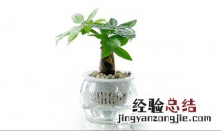 水培发财树的正确方法 水培发财树的养殖方法和注意事项